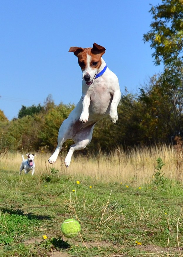 dog leaping in the air