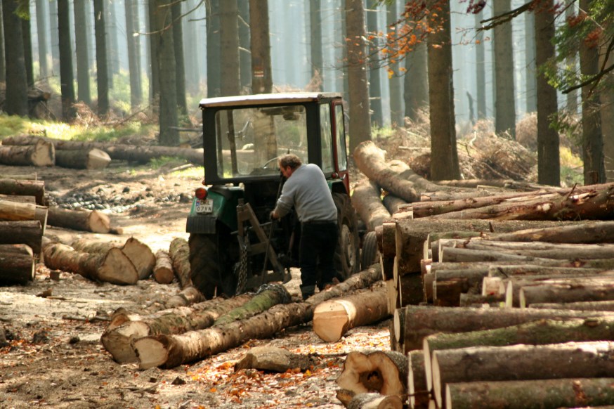 Logs from a tree-cutting operation, possibly destined for biomass energy