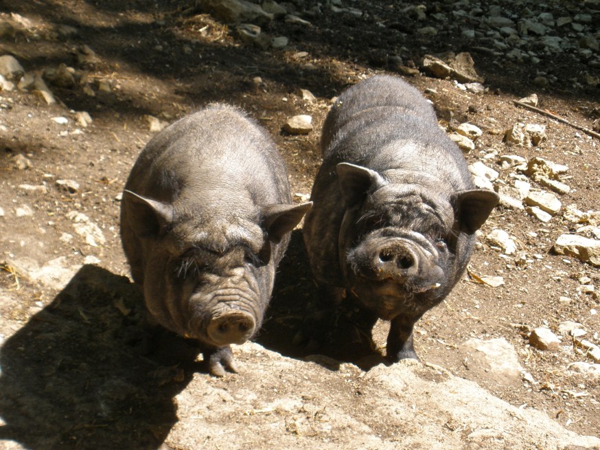 Two pigs illustrating Dominion Energy's Ratepayer-Ripoff legislation