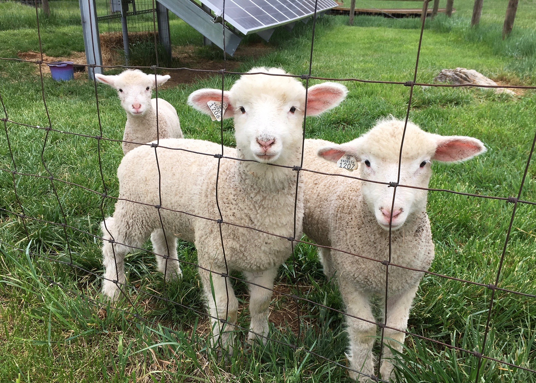 Sheep like these are used to keep grass mowed around solar panels.