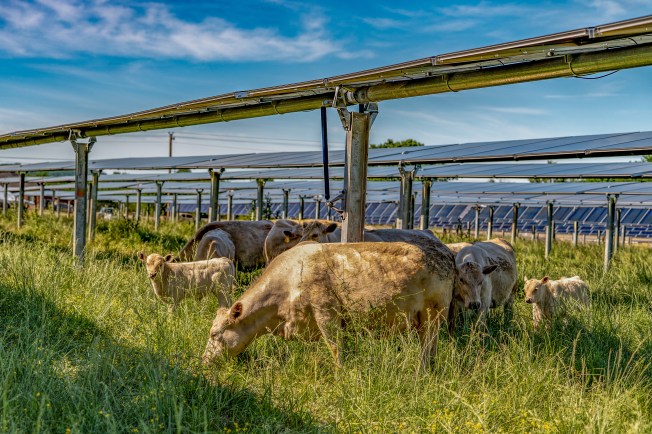Cattle graze under solar panels.